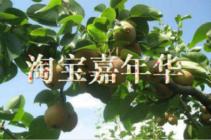 淘寶嘉年華[手機(jī)行業(yè)分會(huì)場]招商規(guī)則是什么